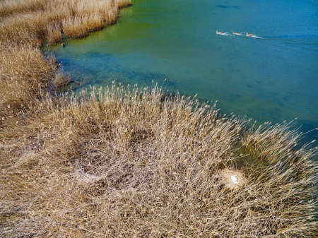 Pian di Spagna Nature Reserve - Trivio di Fuentes - Lombardy - Aerial view of the marsh with deer and swan with nestの写真素材
