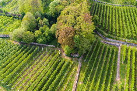 Valtellina (IT) - Chiuro - Apple orchard in spring - Aerial viewの写真素材