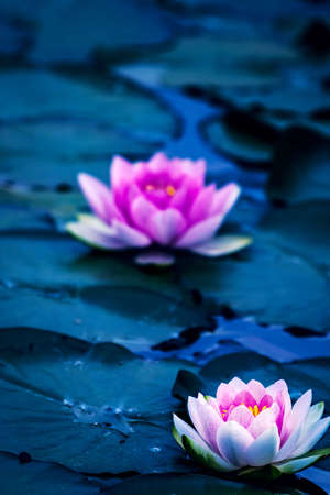 small pond with water liliesの写真素材