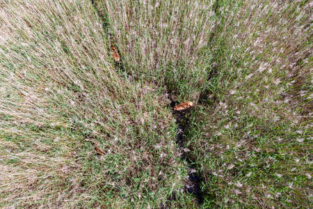 Female deer specimens seen from aboveの写真素材