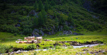 Grazing cows - afternoon siesta in the alpsの写真素材