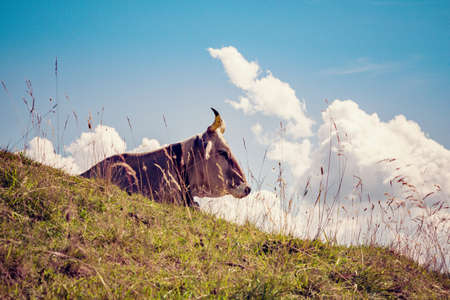 cow resting on high mountain pastureの写真素材