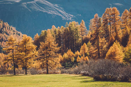 Alpine landscape in autumnal dressの写真素材