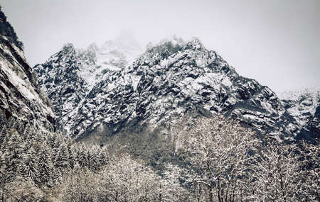 beech forest in winter landscapeの写真素材