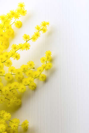 sprig of mimosa - close upの写真素材