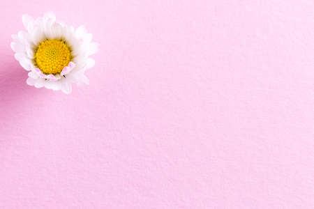 flowers composition of daisies - close upの写真素材
