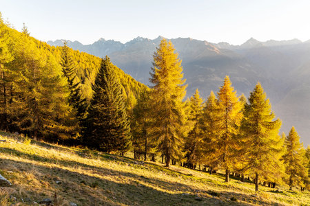 larches in autumnal style in the high mountainsの写真素材