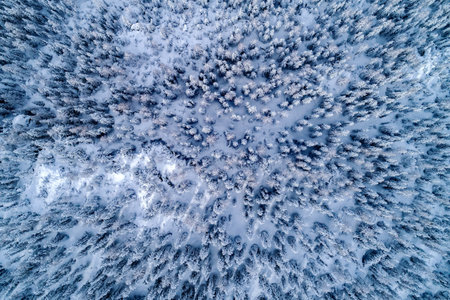 Pine forest with fresh snow, orthogonal aerial viewの写真素材