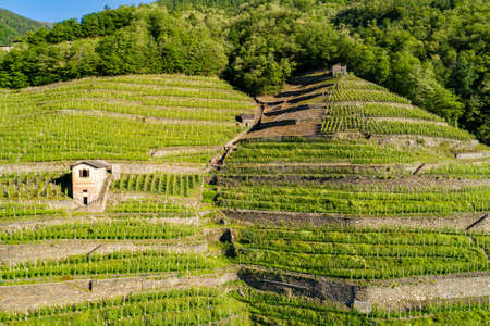 Valtellina (IT), Bianzone, Aerial view of the Nebbiolo vineyardsの写真素材