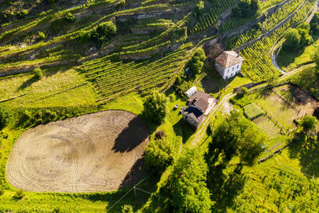 Valtellina (IT), Aerial view of vineyardsの写真素材