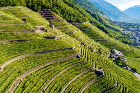 Valtellina (IT), Bianzone, Aerial view of the Nebbiolo vineyardsの写真素材