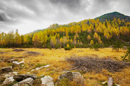 Larch trees in autumnal style with sunbeamsの写真素材
