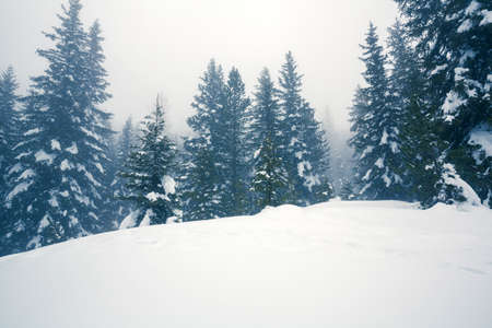 fir forest with fresh snow and fogの写真素材