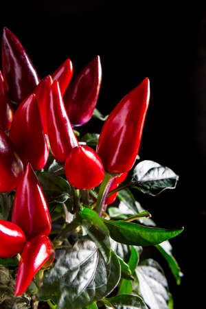 Red chili pepper, close upの写真素材