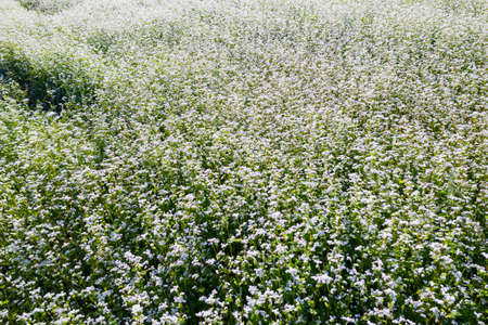 Buckwheat (Fagopyrum esculentum), Plantation in Valtellinaの写真素材