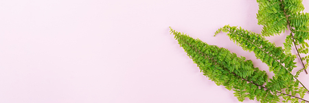 Fern branches pattern on pink background. Flat lay, top view. Banner. Free space for your text.の写真素材