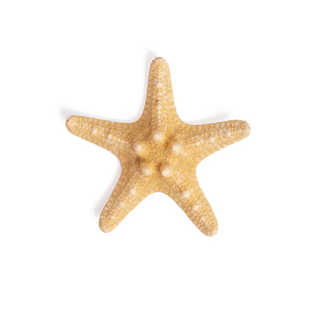 Isolated starfish on white background.Top viewの写真素材