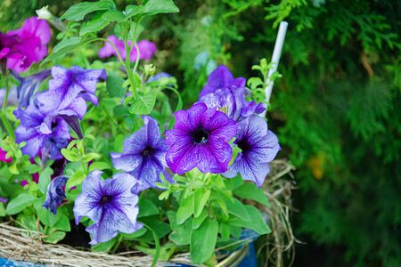 Photo of beautiful summer flower. Background of flower in summer garden.の写真素材