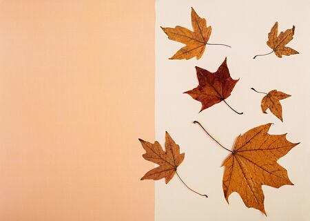 Autumn concept. Dried leaves on pastel colors. Top view