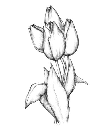 Illustration of a bunch of tulipsの写真素材