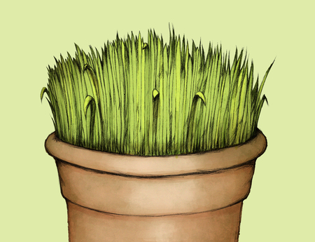 Grass in flowerpotの写真素材