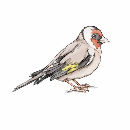 Illustration of a Painted finchの写真素材