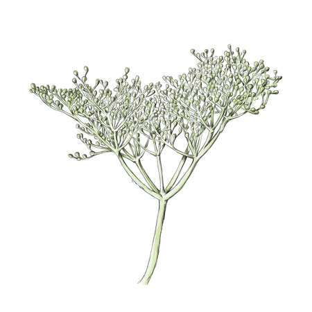 Illustration of some unripe elderberries on the umbelの写真素材
