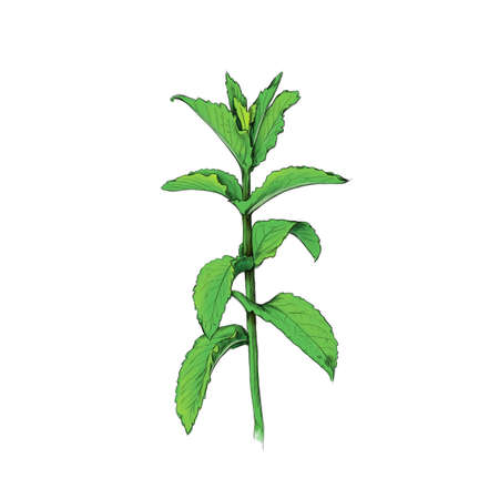 Illustration of a single mint, plansの写真素材