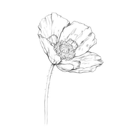 Illustration of an open poppy flowerの写真素材