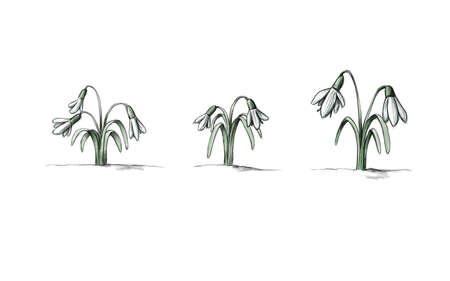 Illustration of Three different snowdropsの写真素材