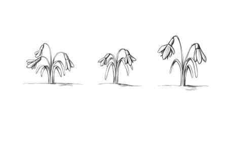 illustration of three different snowdropsの写真素材