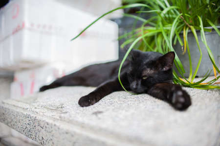 black cat restingの写真素材
