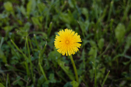 Yellow flower is in the grass. The flower is the only thing in the image. The flower is in the foreground and the grass is in the background.の写真素材