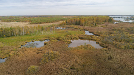 Field of tall grass with a few small ponds in the middle. The grass is brown and the sky is cloudyの写真素材