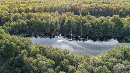 Forest with a lake in the middle. The lake is surrounded by trees and has a reflection of the sky....