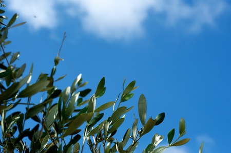Olive leaf and skyの写真素材