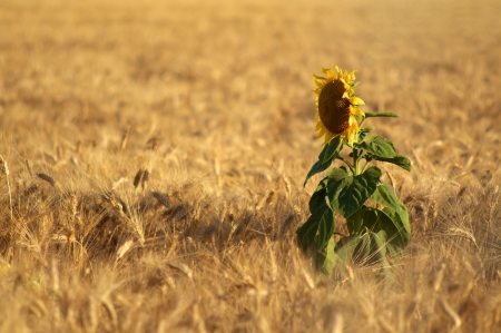 A sunflower inside a wheat fieldの写真素材