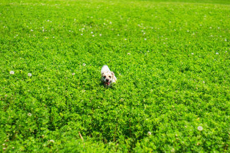 Up to the head..の写真素材