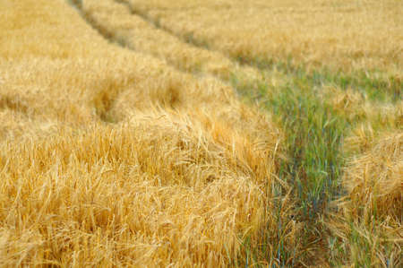 Grain field wayの写真素材