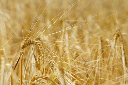 Grain field closeupの写真素材