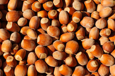 Hazelnut yieldの写真素材