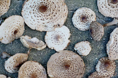 Mushrooms on the ground backgroundの写真素材