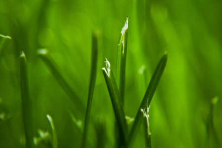 cut grass MACRO with a Lawn Mower