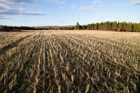 Golden field