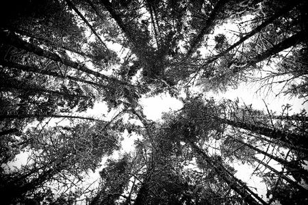 Snowy forest background in black and white