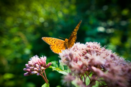 Close up of a butterfly on a flower