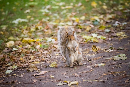 Squirrel standing in the forest and looking at the cameraの写真素材