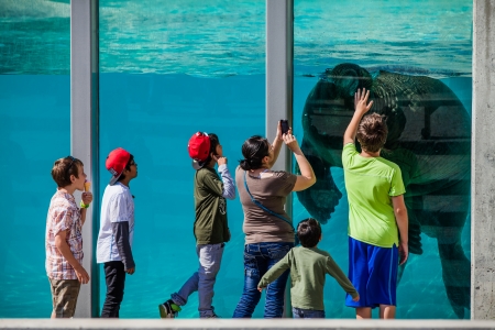Walrus in a zoo during a beautiful day of summer at the Aquarium of Quebec, Quebec, Canadaのeditorial素材