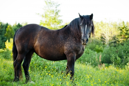 Side View of a Beautiful Strong horse in long grassの写真素材