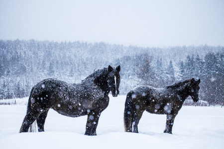 Two Beautiful Horses Standing Up and Looking at the Camera during a Snowstormの写真素材